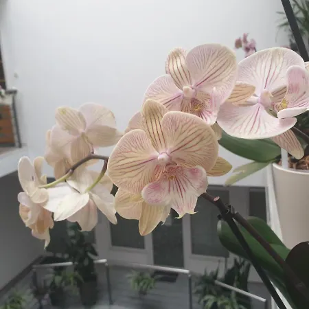 アパート Atrijum *