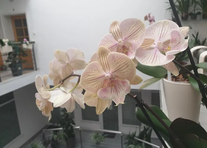 Appartement Atrijum *